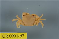 藏品(平背蜞)的圖片